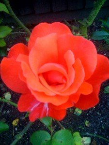 photo-i-225x300