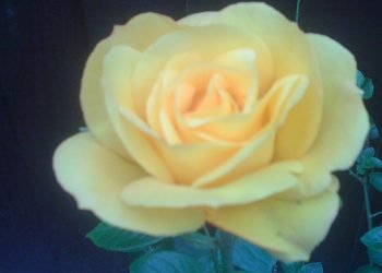 Tamaam Umar Tera Intezaar Kar Lenge !!!