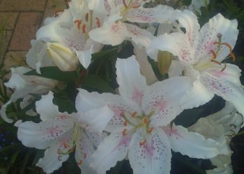 Daita Hai Dil Yeh Dua Mera Har Dam Tujhe !!!