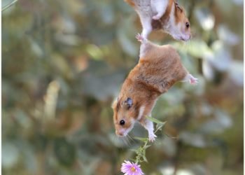 A cute way of proposing