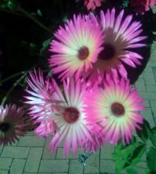 Bana Lenge Tumein Apna !!!