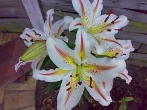 Mat Poocho Ye Mujhse Ke Kab Yaad Aate Ho !!!