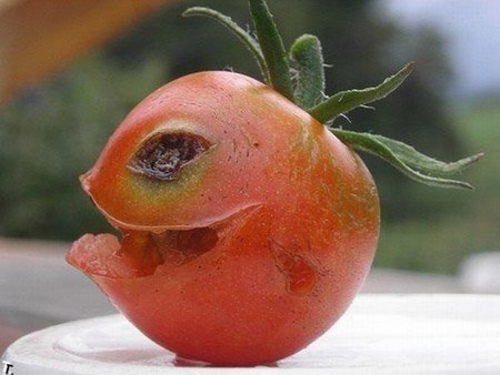 scary tomato