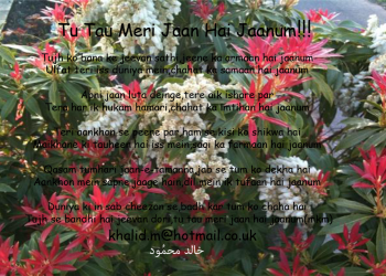 Tu Tau Meri Jaan Hai Jaanum !!!