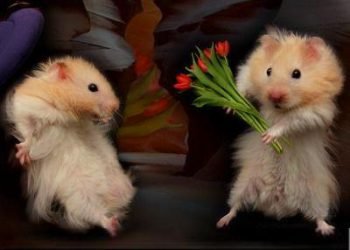 10 Ways to Propose to a Girl